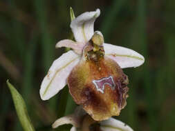 Image of Ophrys argolica subsp. lucis (Kalteisen & H. R. Reinhard) H. A. Pedersen & Faurh.