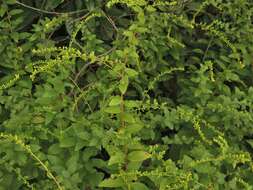 Image of Solidago rugosa var. celtidifolia (Small) Fern.