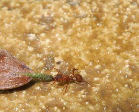 Image of Northern Fungus Farming Ant