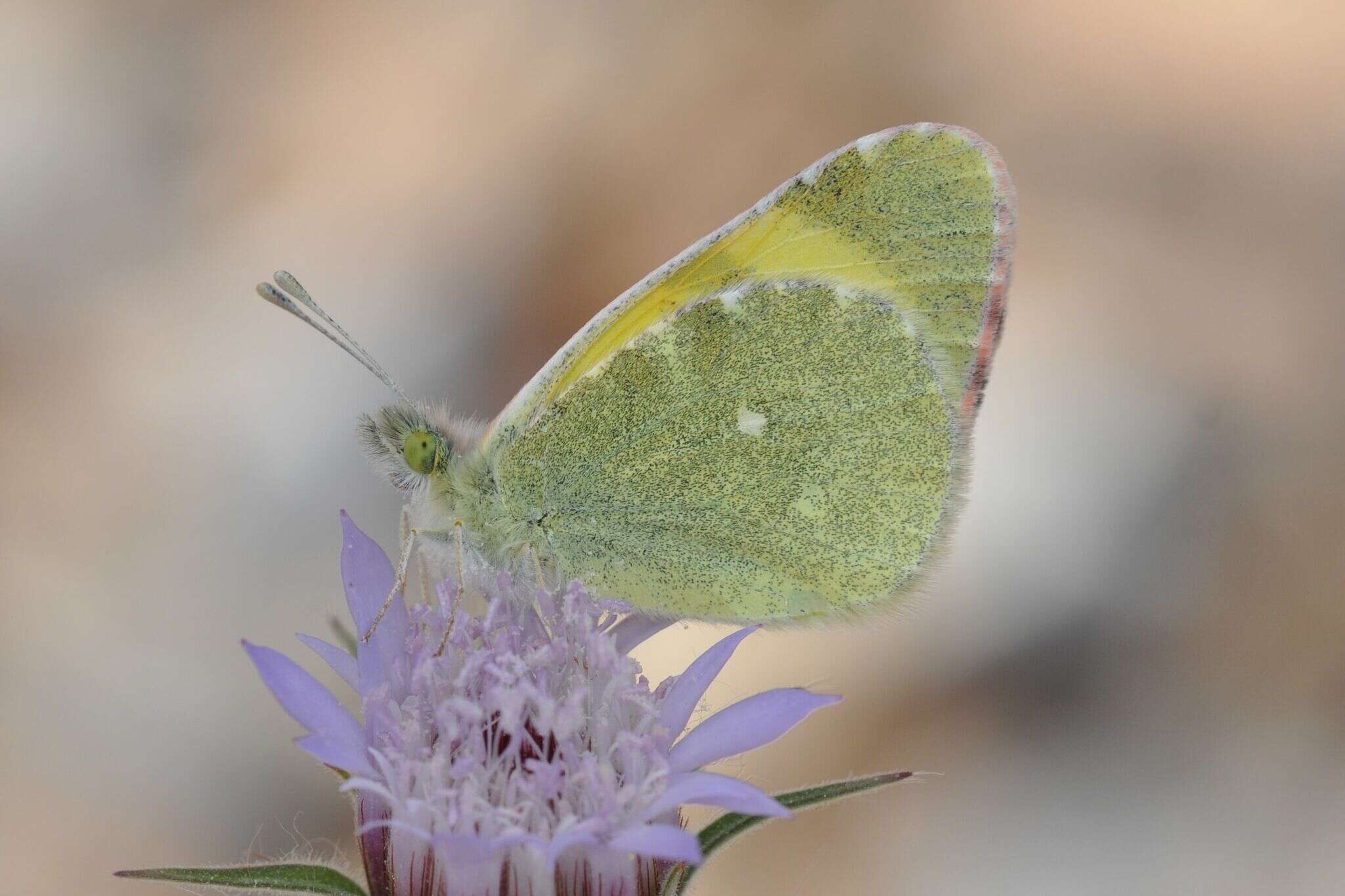 Слика од <i>Euchloe penia</i>