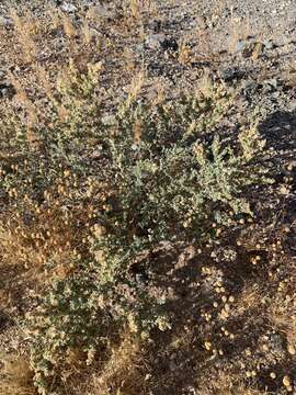 Image of wheelscale saltbush