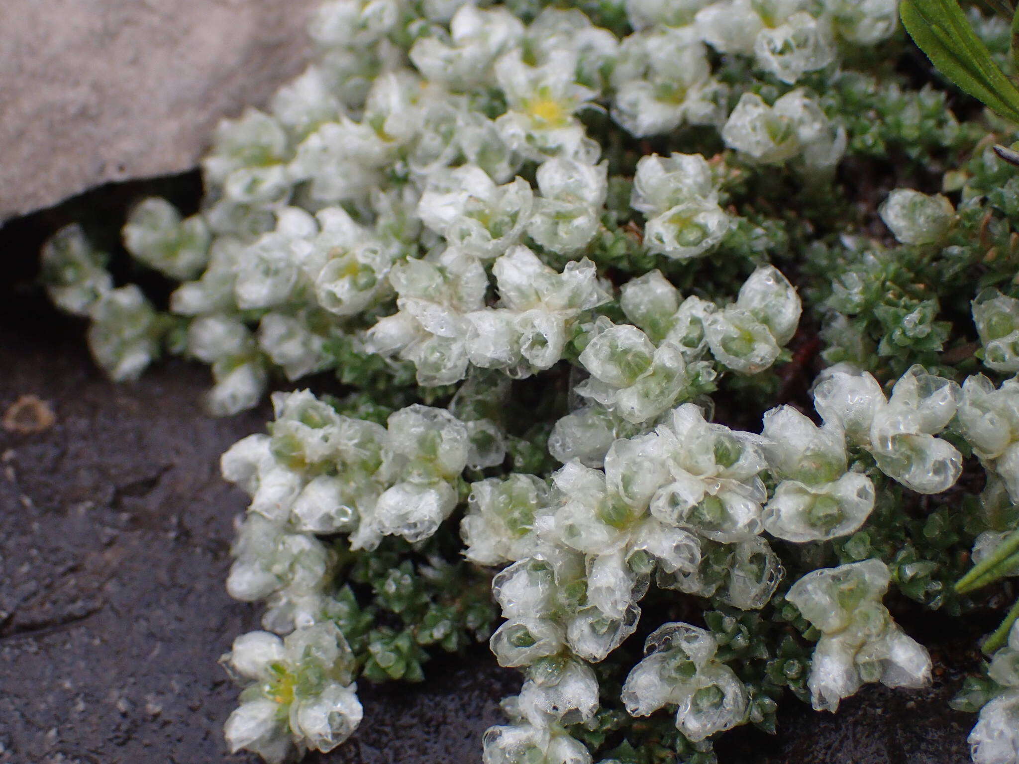 Image of Paronychia kapela subsp. serpyllifolia (Chaix) Graebner