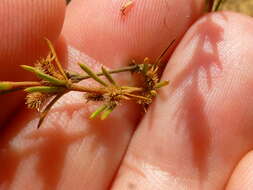 Image of Anthospermum bicorne Puff