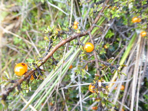 Image of Coprosma cheesemanii W. R. B. Oliv.