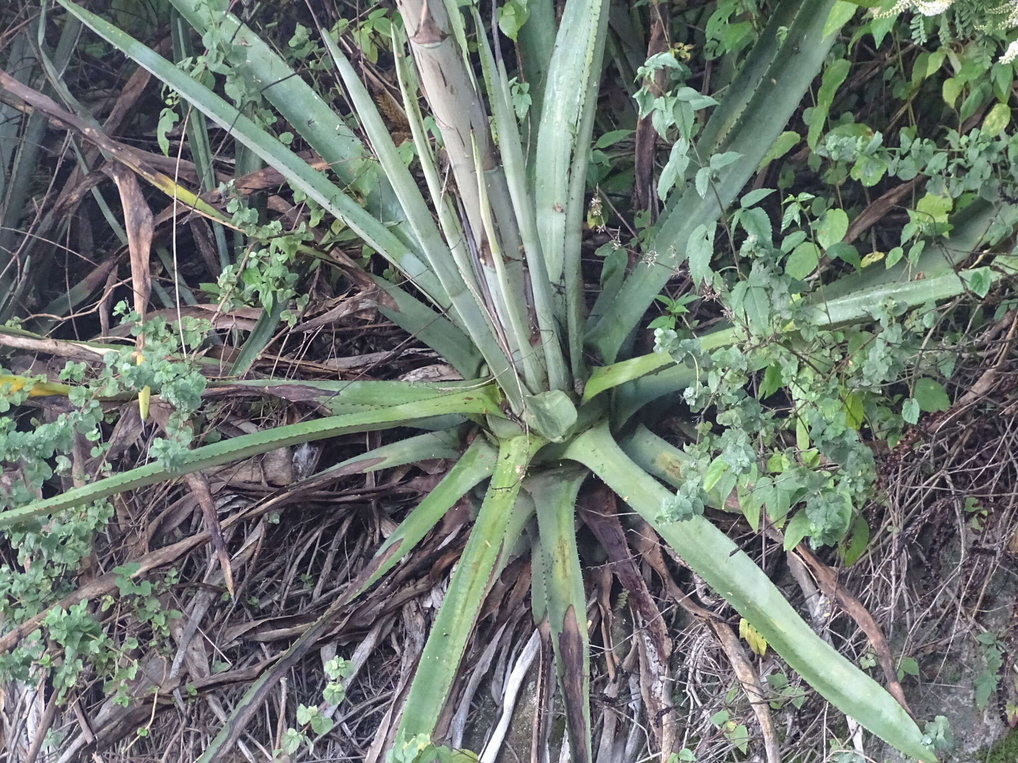 Image of Agave angustifolia var. rubescens (Salm-Dyck) Gentry
