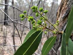 Angophora woodsiana F. M. Bailey的圖片