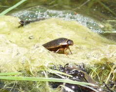 Слика од Acilius (Acilius) abbreviatus Aubé 1838