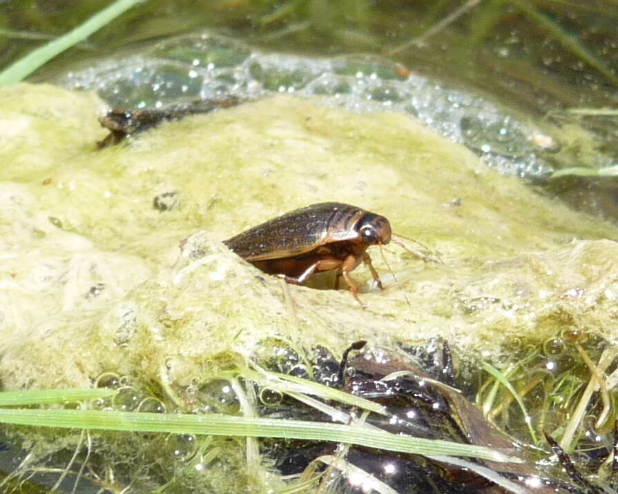 Слика од Acilius (Acilius) abbreviatus Aubé 1838