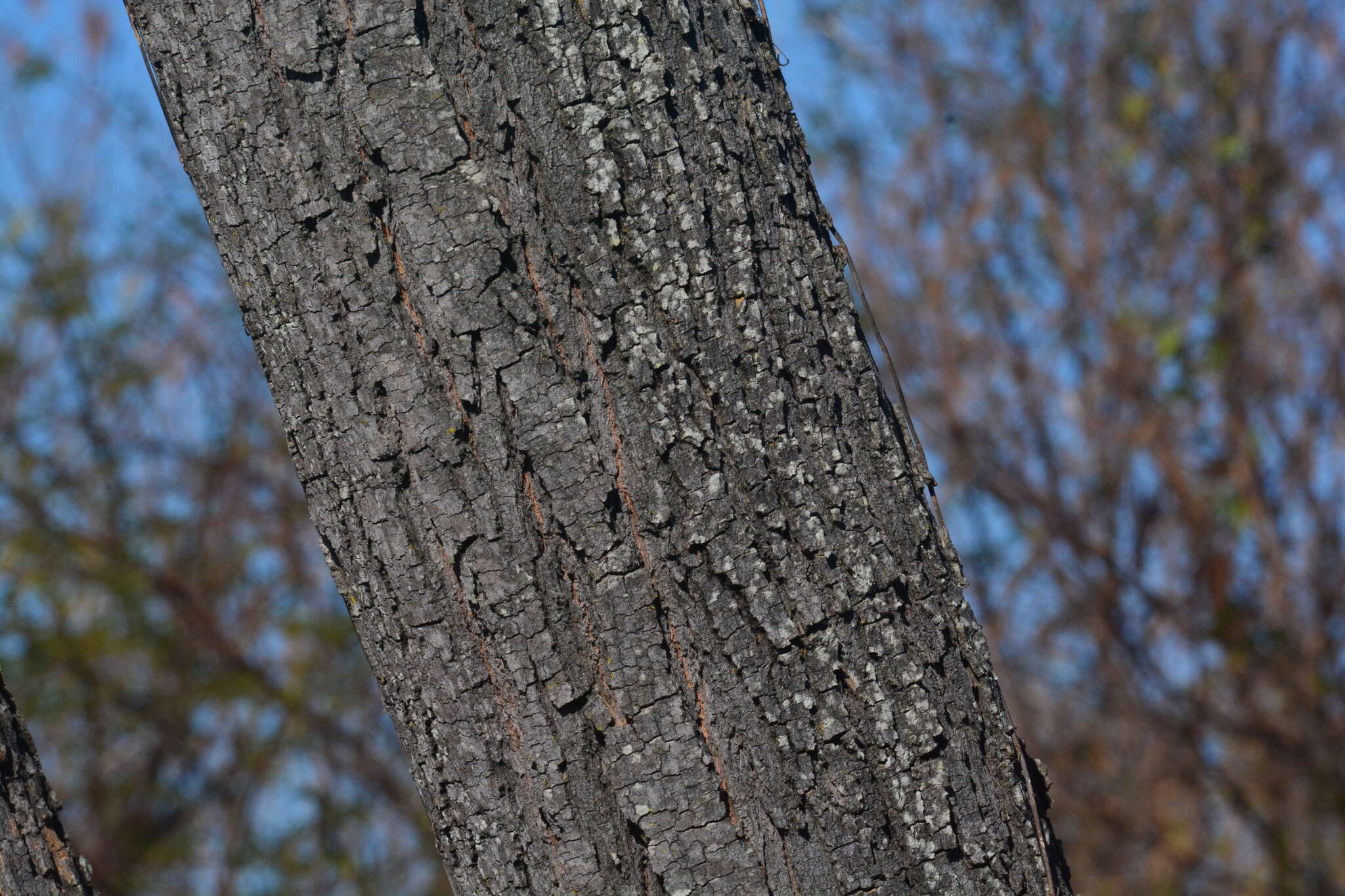 Imagem de Simarouba versicolor A. St.-Hil.