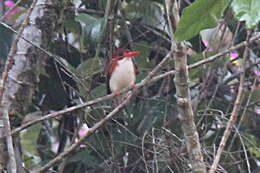 صورة Corythornis madagascariensis (Linnaeus 1766)