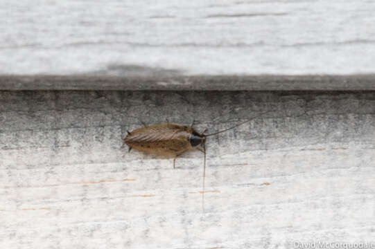 Image of dusky cockroach