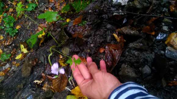 Image of Geranium gracile Ledeb. ex Nordm.