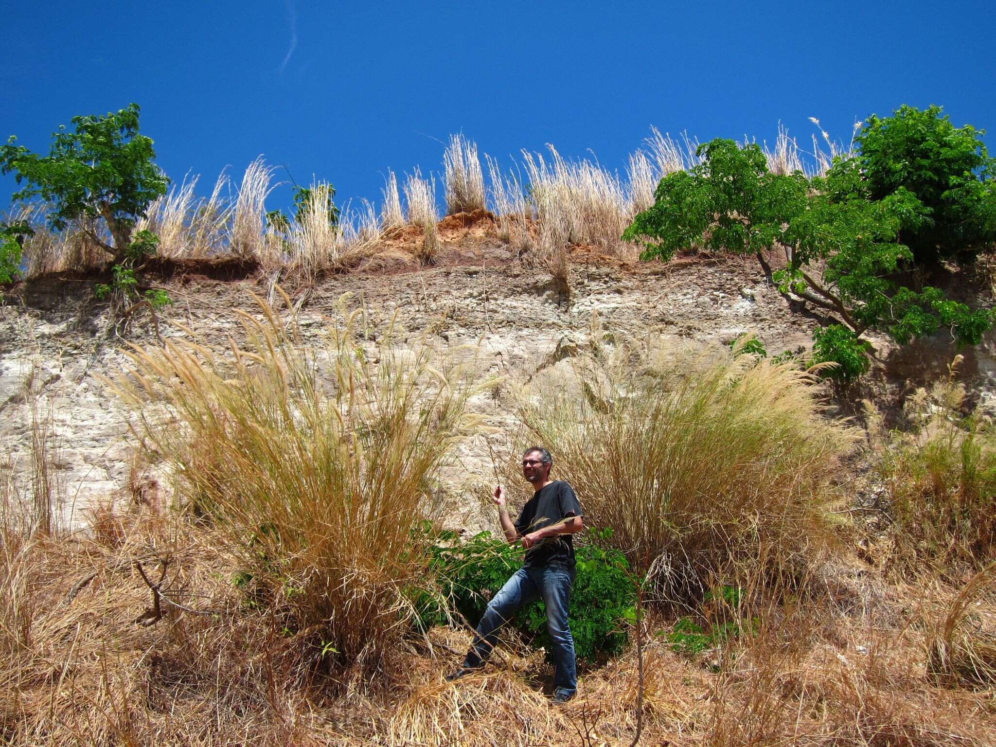 Image of Madagascar grass