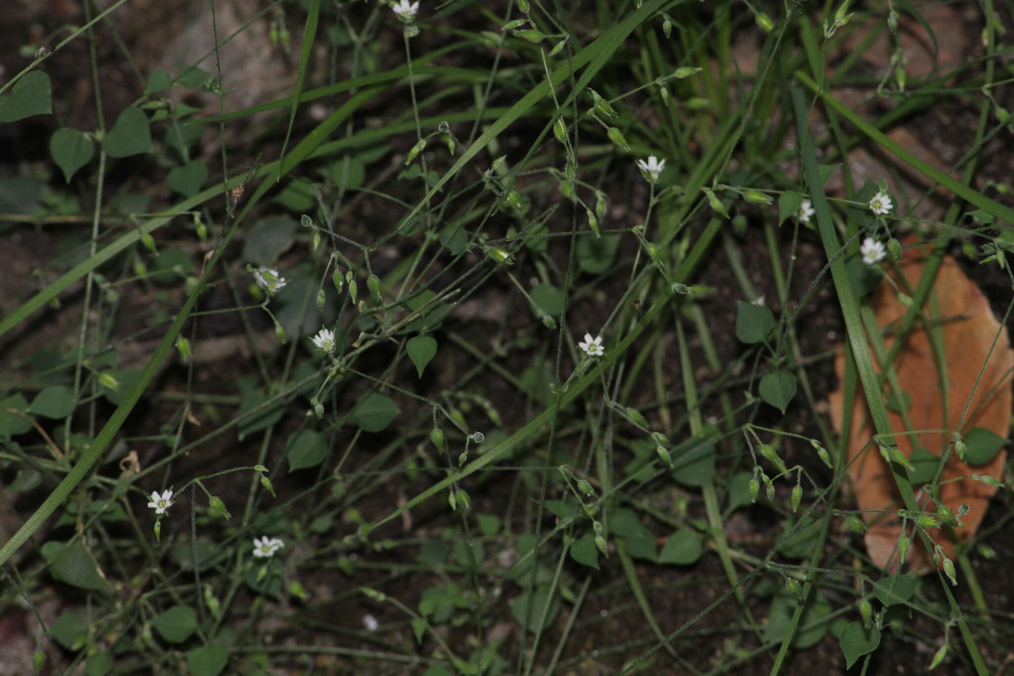 Image of sandwort drymary