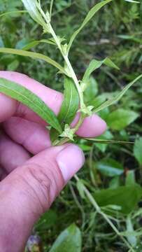 Image of manyfruit primrose-willow