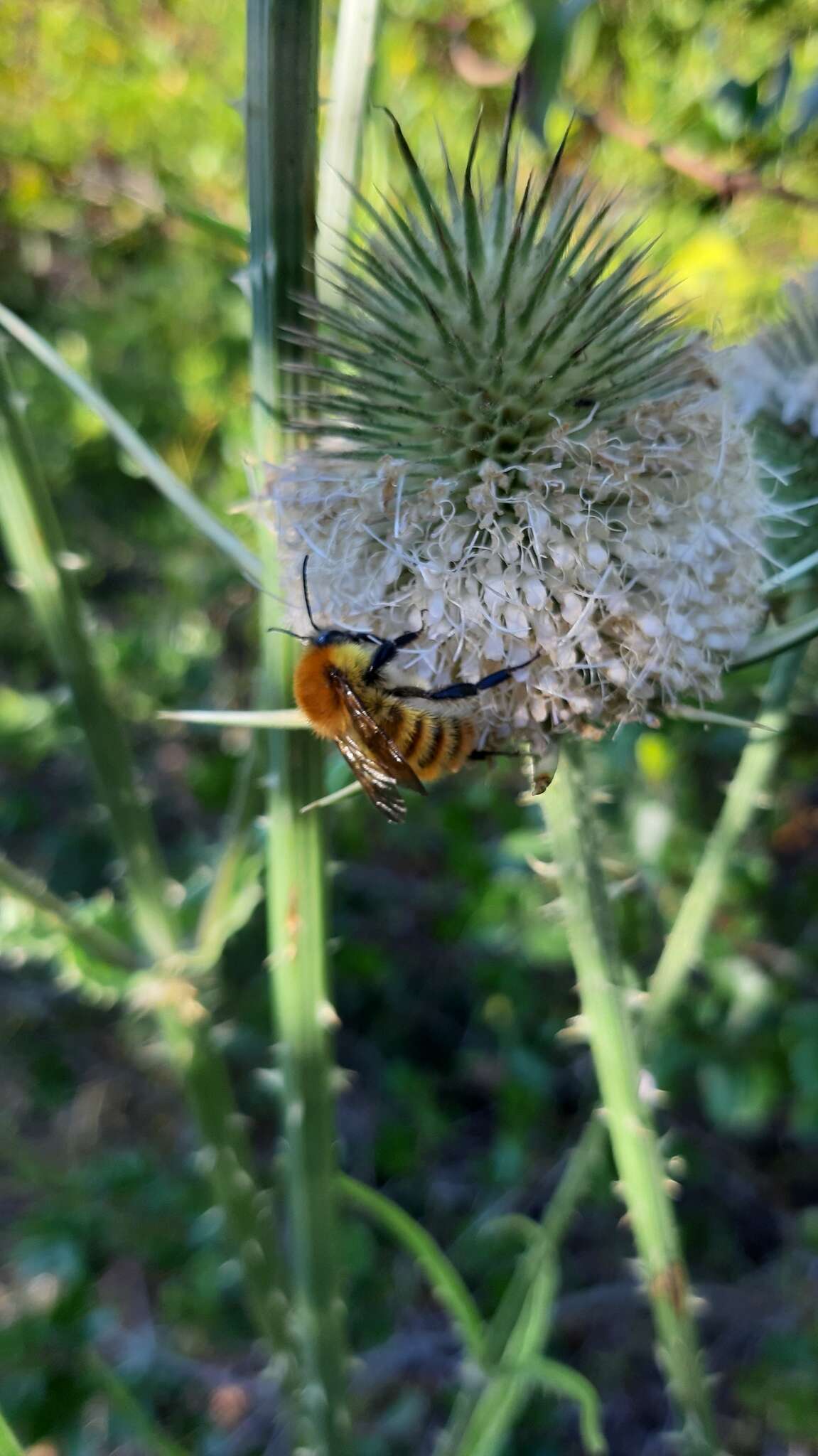 Image of Dipsacus comosus Hoffmanns. & Link