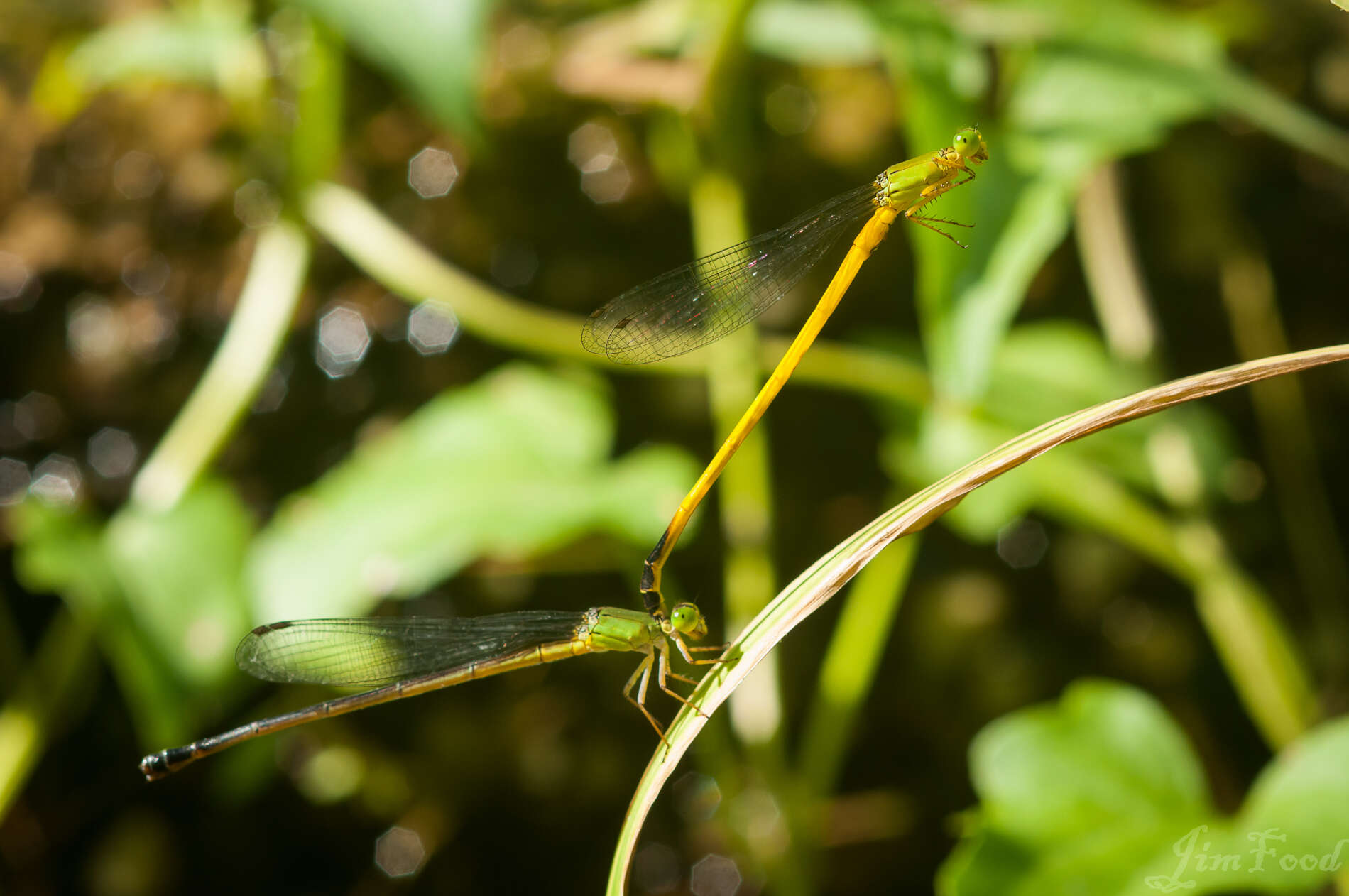 Image of Ceriagrion fallax Ris 1914