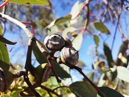 Слика од Eucalyptus oldfieldii F. Müll.