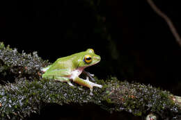 Image of Pseudophilautus mooreorum (Meegaskumbura & Manamendra-Arachchi 2005)