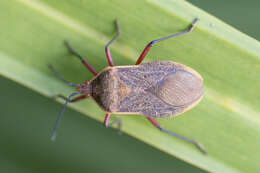 Image of Acidomeria sordida (Berg 1879)