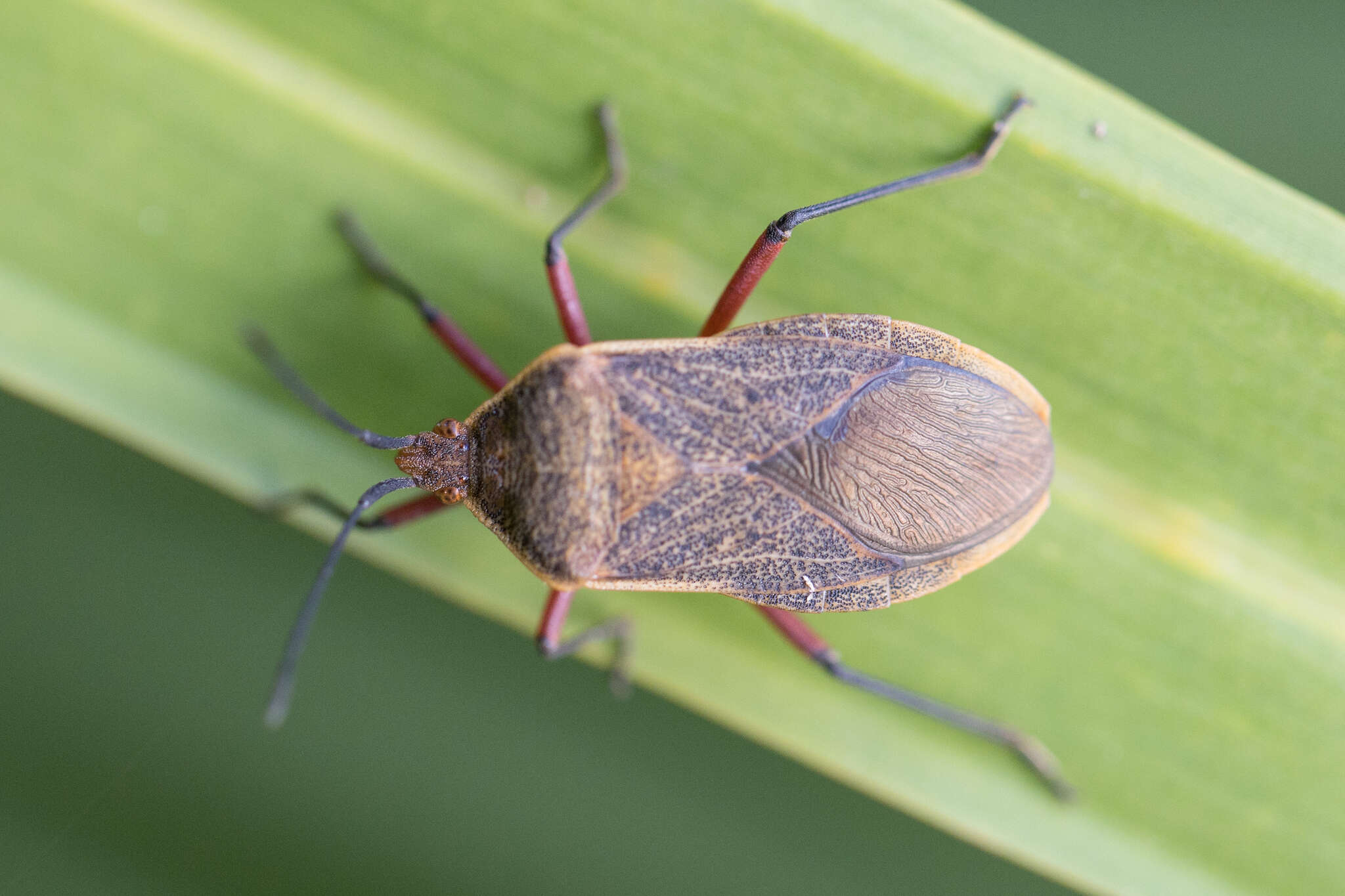 Image of Acidomeria sordida (Berg 1879)