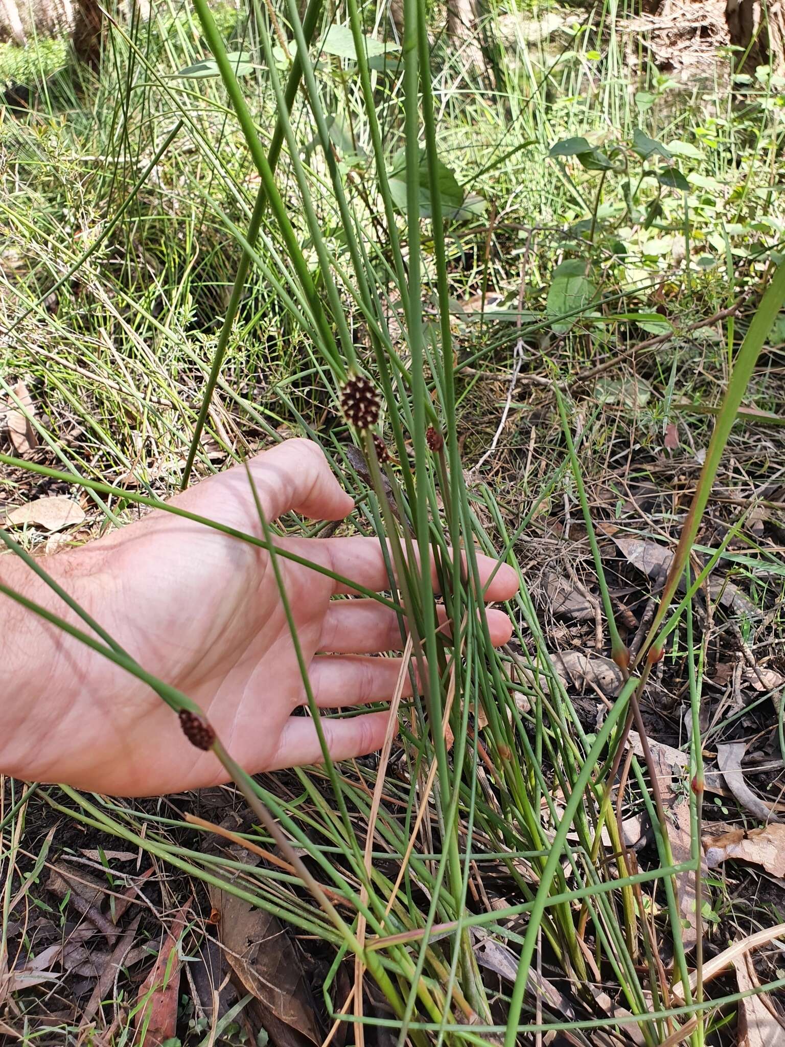 Image of Chorizandra cymbaria R. Br.