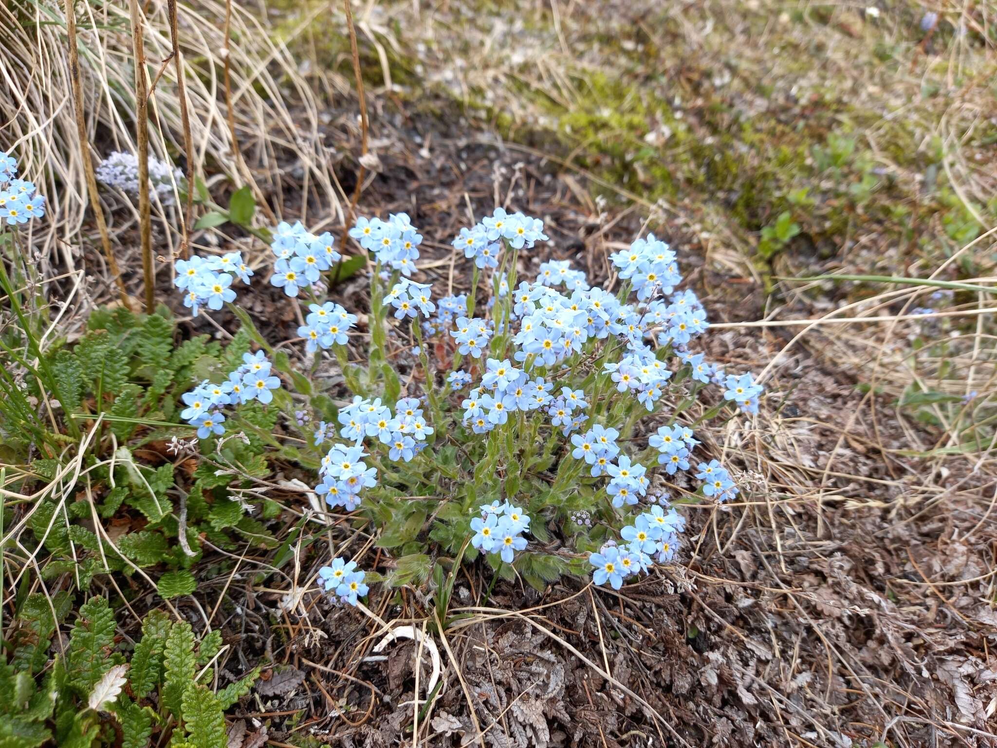 Image de Eritrichium villosum (Ledeb.) Bunge