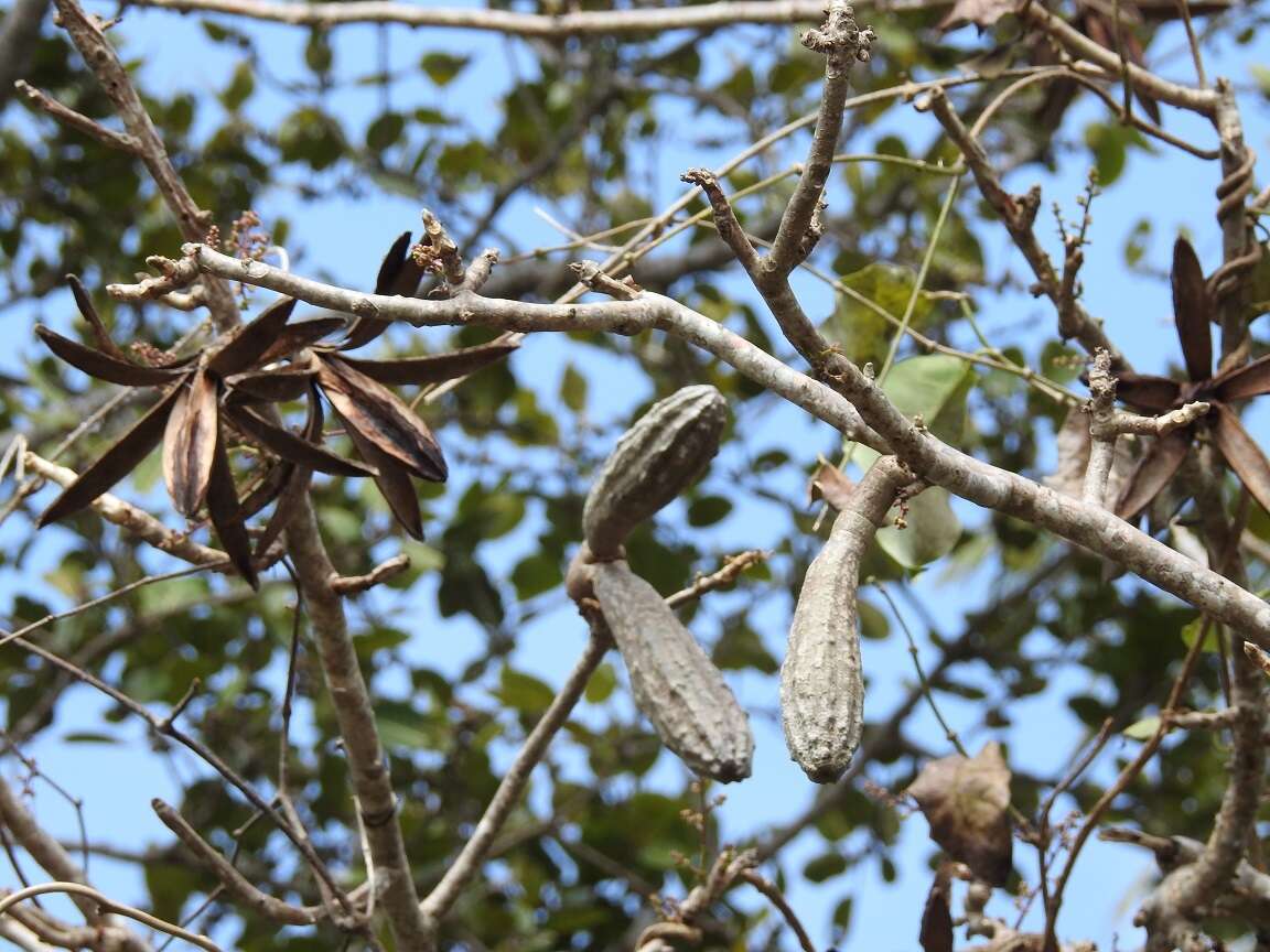 Image of Cedrela salvadorensis Standl.