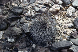 Imagem de Echinopsis thionantha (Speg.) Werderm.