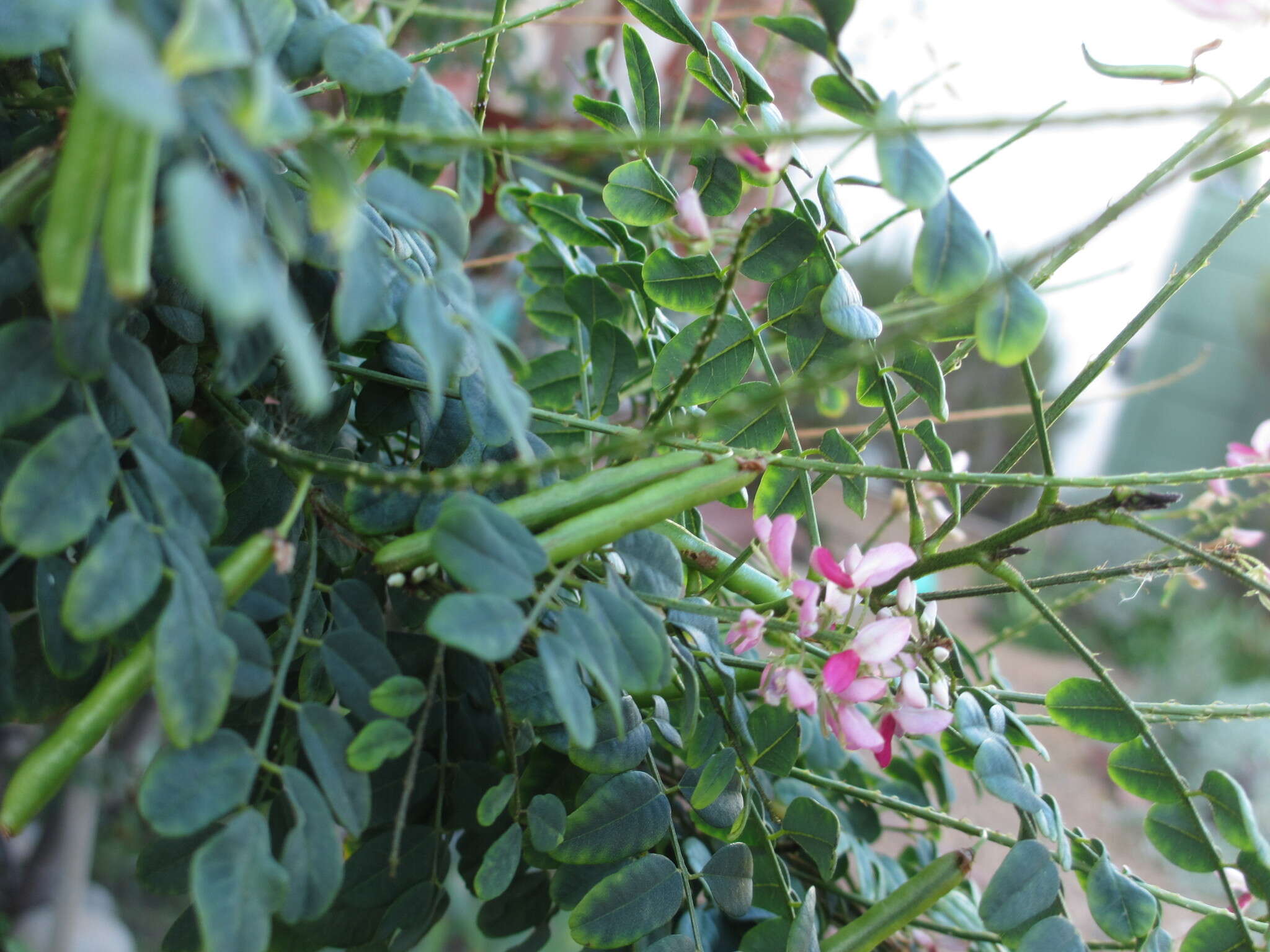 Plancia ëd <i>Indigofera jucunda</i>