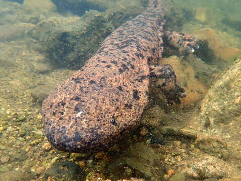 Image of Japanese Giant Salamander