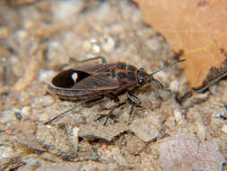 Image of Aspilocoryphus fasciativentris (Stal & C. 1858)