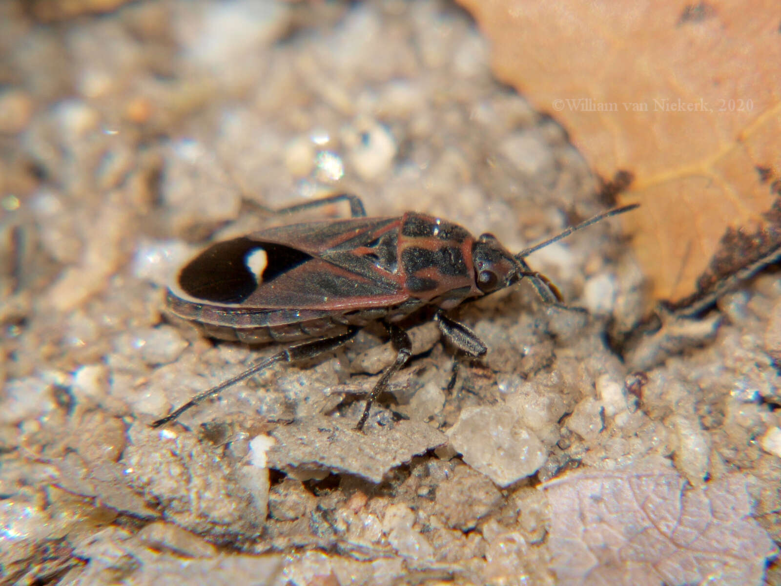 صورة Aspilocoryphus fasciativentris (Stal & C. 1858)