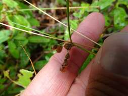 صورة Juncus filiformis L.