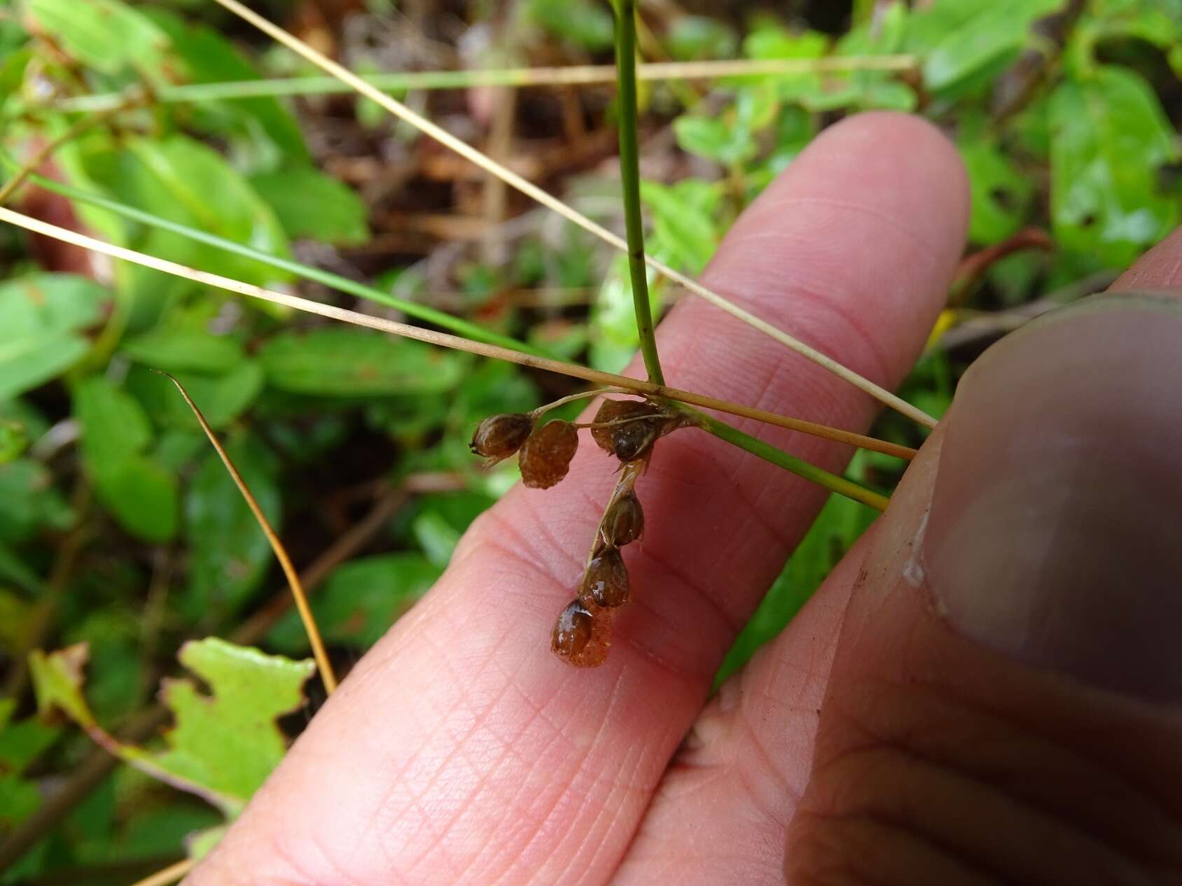 صورة Juncus filiformis L.