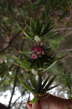 Imagem de Cyathodes platystoma C. M. Weiller