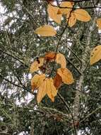 Image of hollyberry cotoneaster