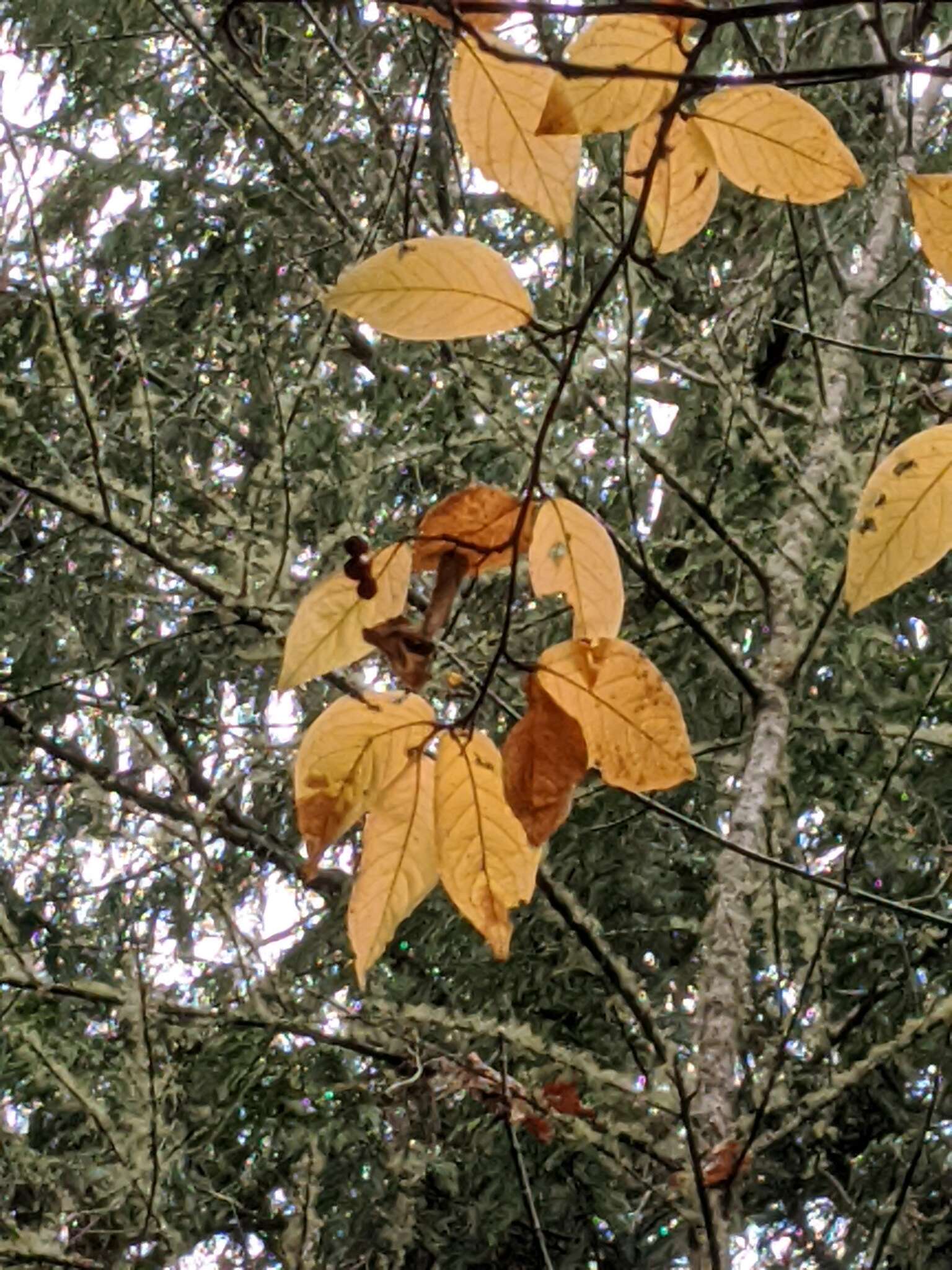 Image of hollyberry cotoneaster