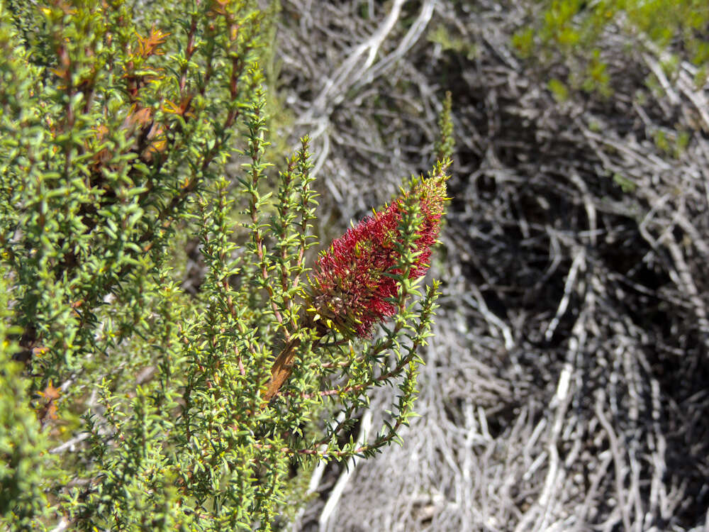 Image of Cliffortia dichotoma Fellingham