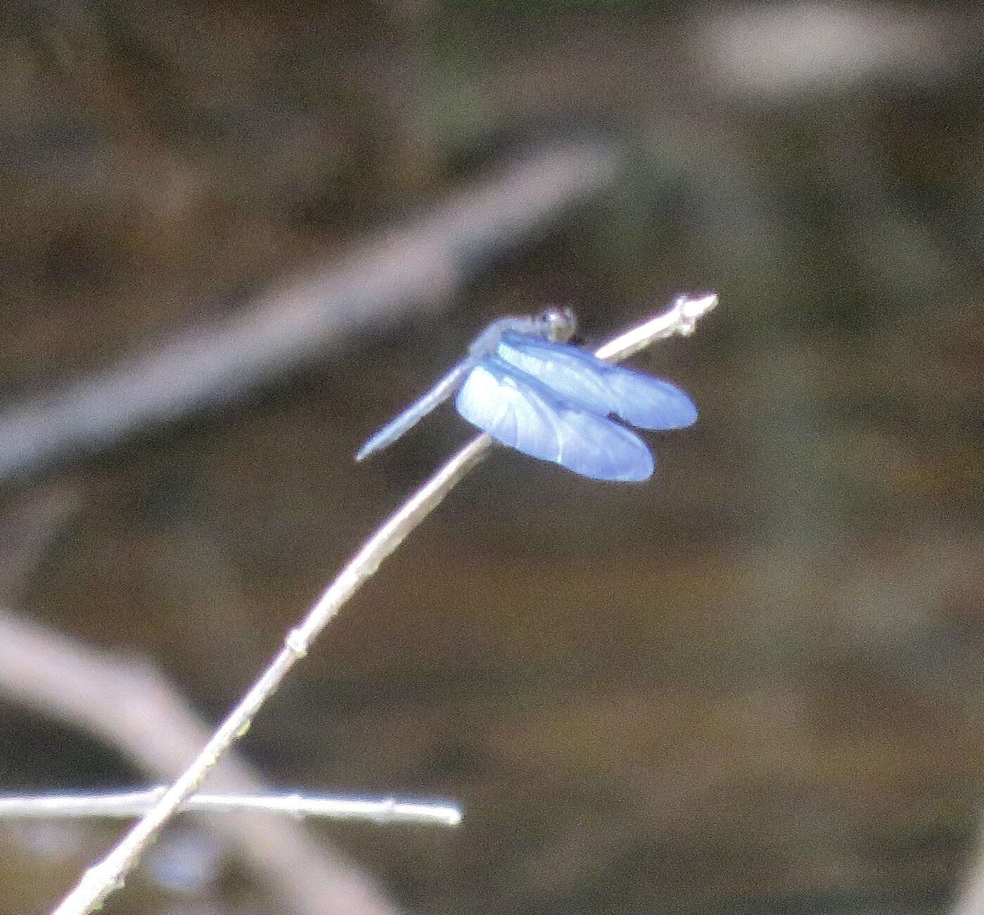 Zenithoptera fasciata (Linnaeus 1758) resmi