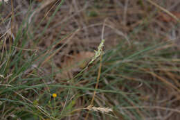 Image of curly-mesquite