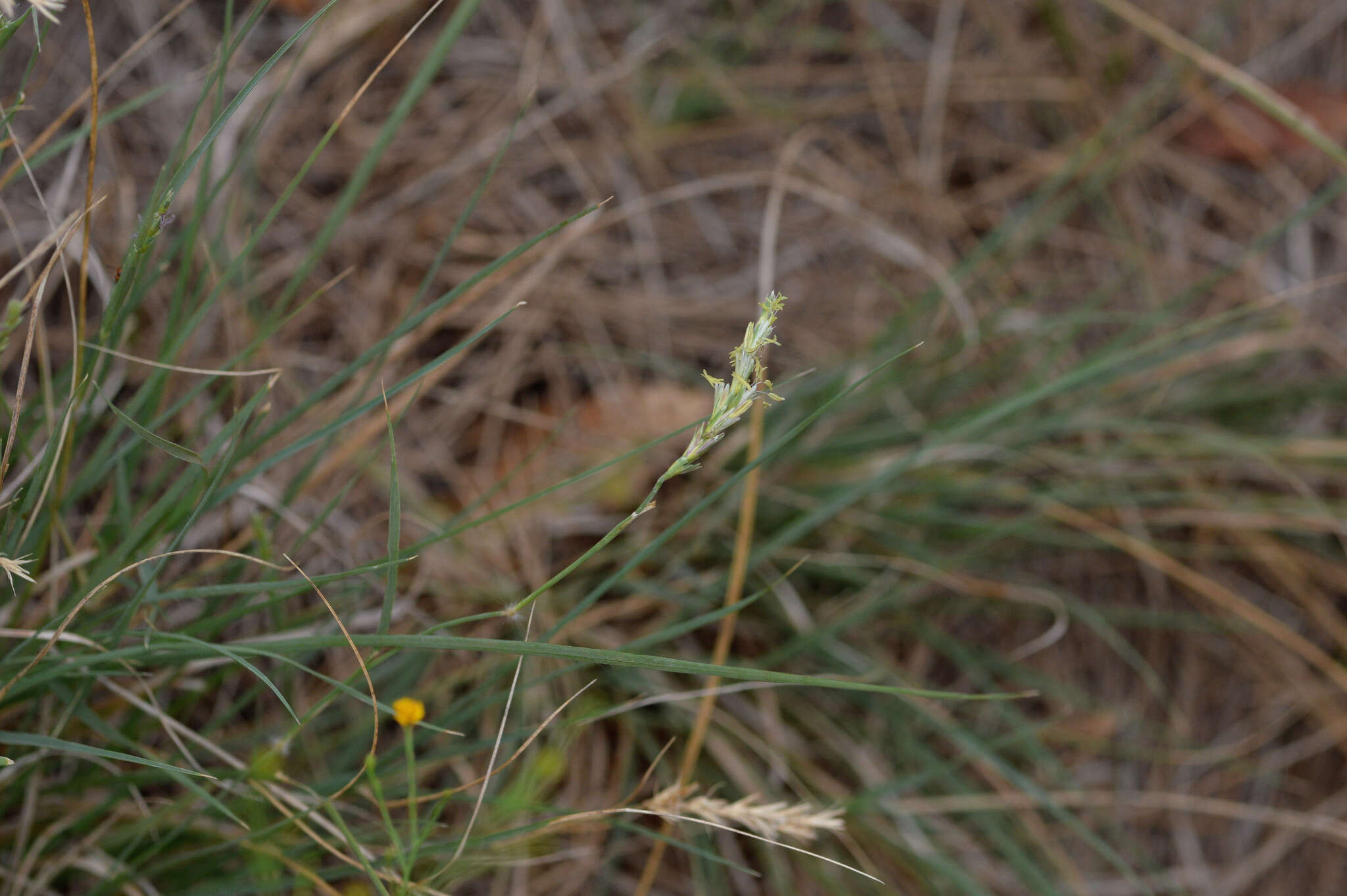 Image of curly-mesquite