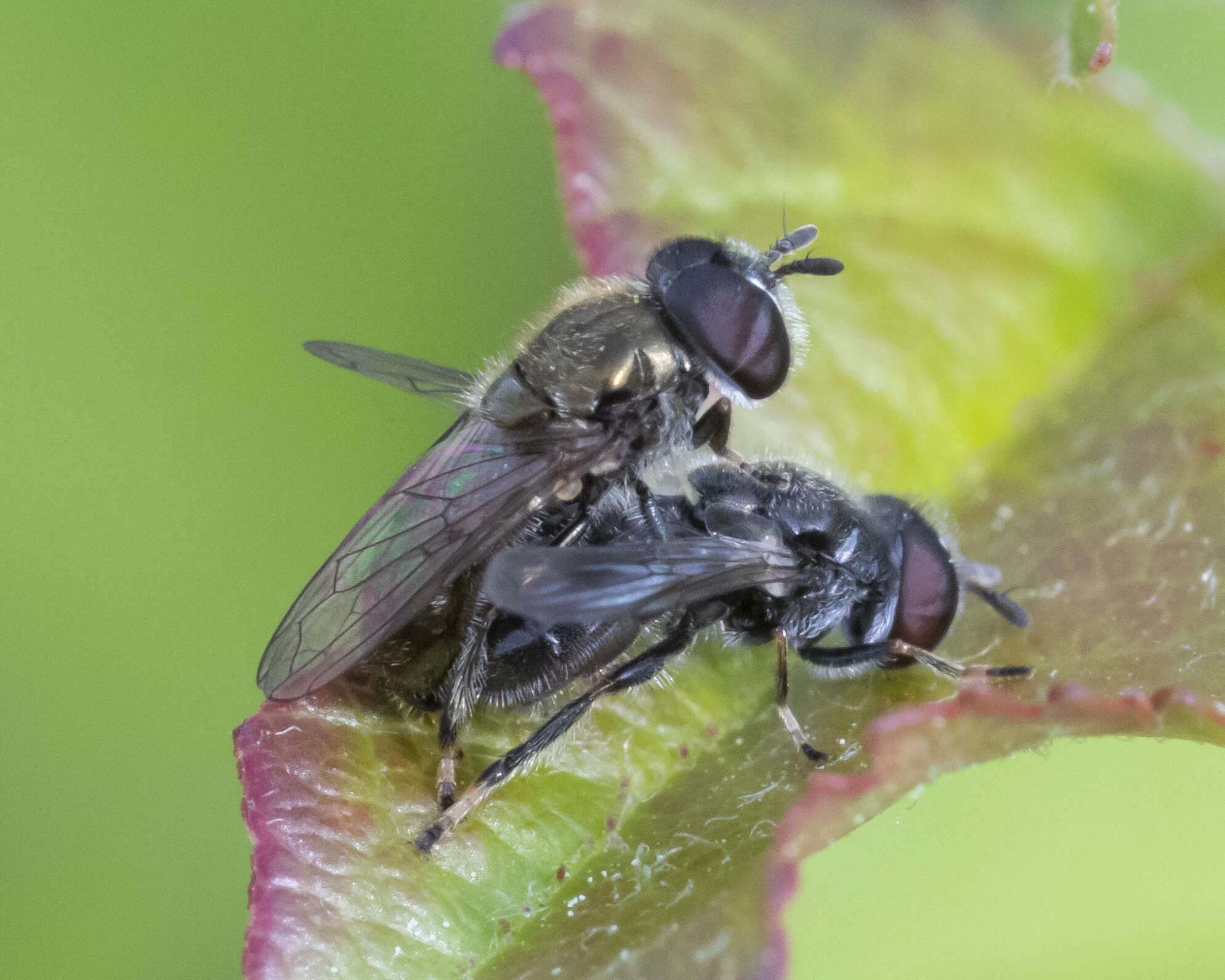 Image of Trichopsomyia recedens (Walker 1852)