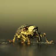 Image of Figwort weevil