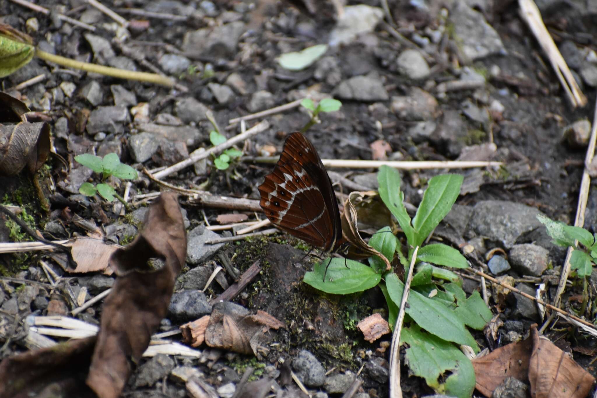 Image de Oxeoschistus puerta Westwood (1851)