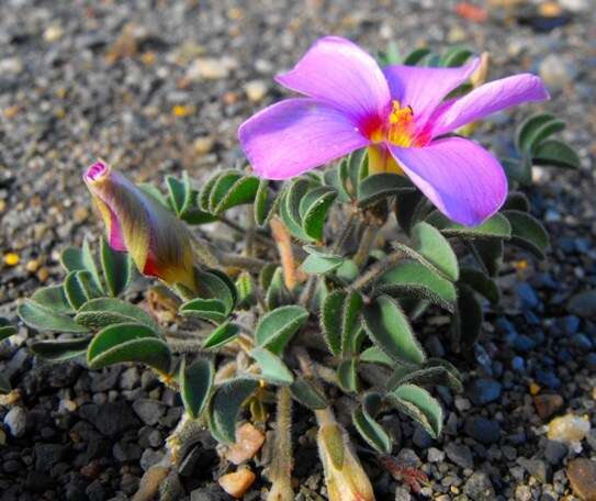 Image of Oxalis callosa Knuth