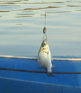 Image of White Perch