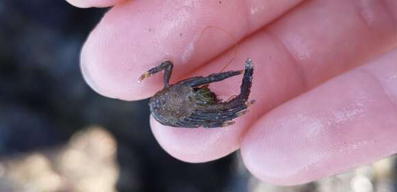 Image of Leach's squat lobster