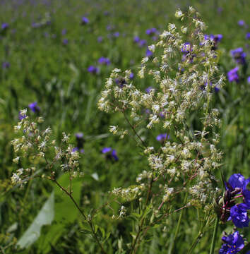 Image of purple meadow-rue