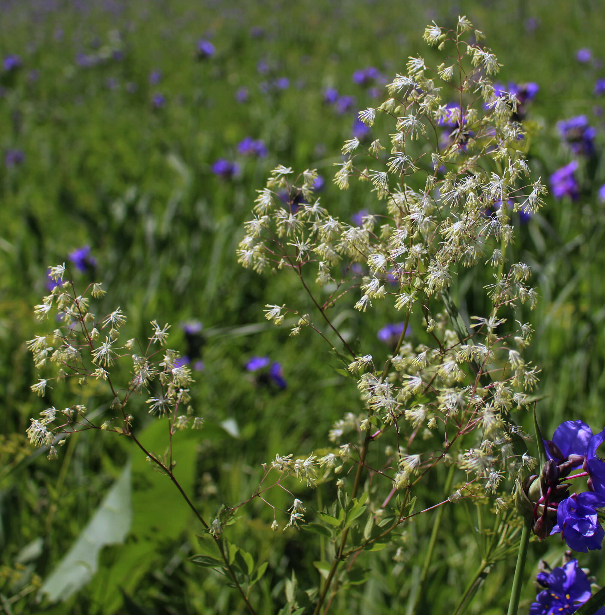 Imagem de Thalictrum dasycarpum Fisch. Mey. & Ave-Lall.